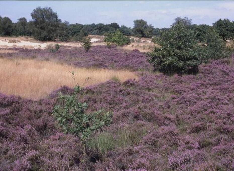 Natuurhuisje Oisterwijk Vila Exterior foto